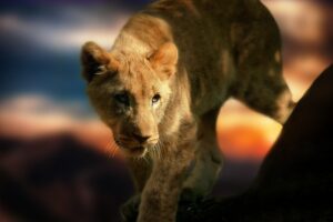 A young lioness creeping about at dusk. Show and Tell.